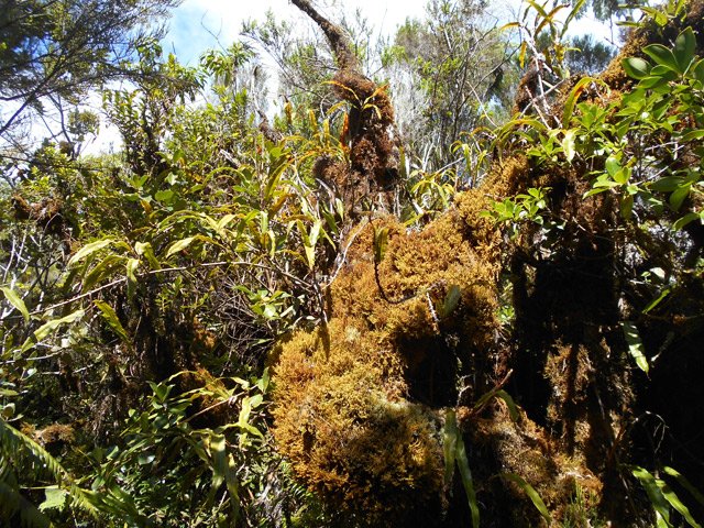 Un vieux branle vert recouvert de mousse
