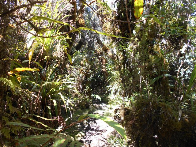 Une très bonne idée d'une forêt primaire