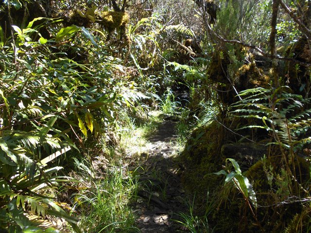 Marcher sur les troncs au sol pour ne pas salir les chaussures