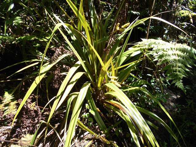 Ananas marron (Astelia hemichrysa)