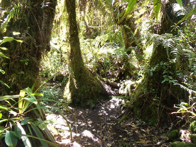 Il faut slalomer entre les troncs de fanjans