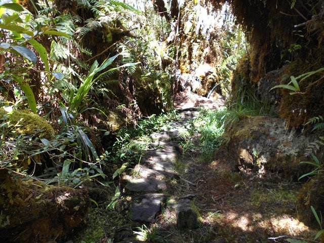 Troncs coupés pour remplacer les planhers