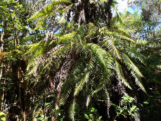 Fougères poussant beaucoup sur les troncs (Blechnum attenuatum)