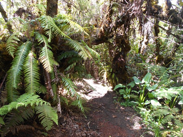Nouvelles touffes de Blechnum attenuatum