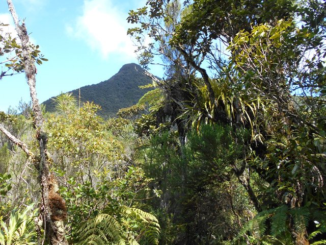 Petit coup d'oeil sur le piton surplombant le Bras Cabot