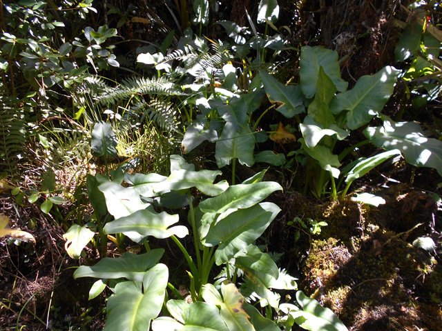 Quelques touffes d'arums bordent le sentier