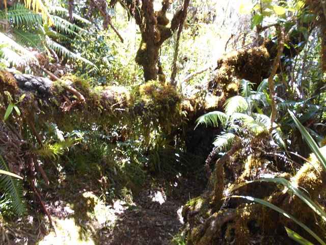 Ce sont surtout les mousses qu'on remarquera