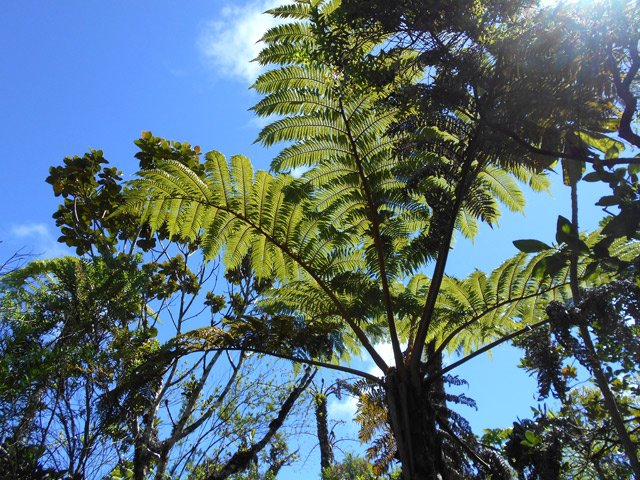 La zone est envahie de fanjans, ces hautes fougères arborescentes