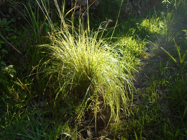 Les premiers rayons du soleil dans les herbes envahissant la piste cannière