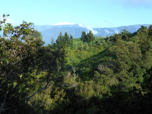 La végétation qui recouvre l'autre rive de la Rivière d'Abord