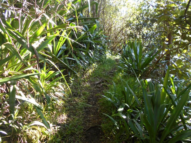 Le sentier dans les chocas du côté du Bassin Michel