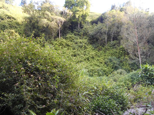 Paysages pour amateurs de vigne marronne