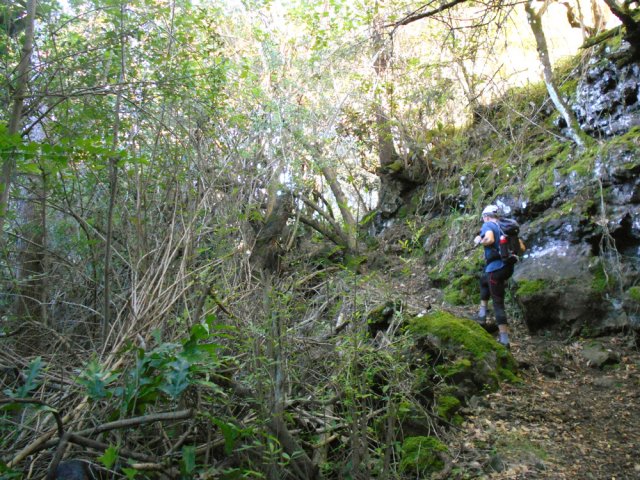 La faible montée ombragée jusqu'au Bassin Ti-Feuilles