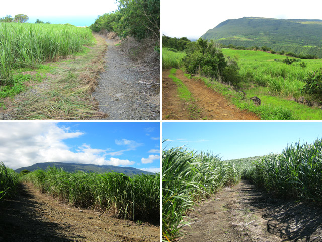 Quatre pistes réparties sur les 10 km. De la canne à peu près partout