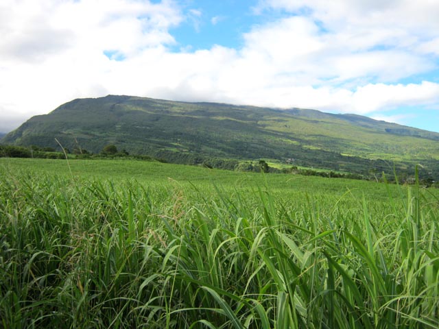De la canne à perte de vue cache mal la Forêt de la Crête ou de Jacques Payet