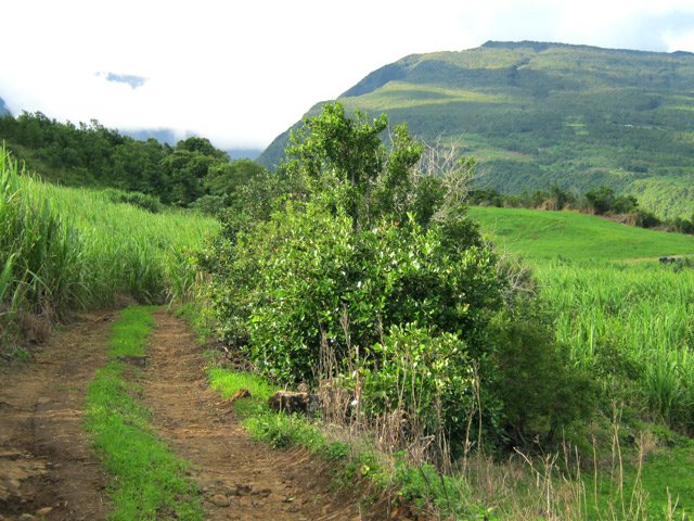 Une des nombreuses pistes de la descente