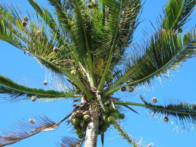 Une colonie de tisserins se met en place doucement