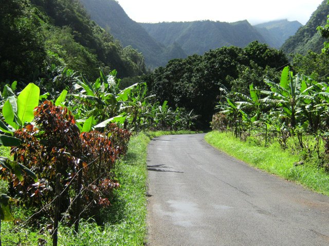 L'agréable route de Grand Galet dans les vergers et bananeraies