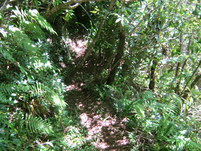 Un agréable tronçon ombragé