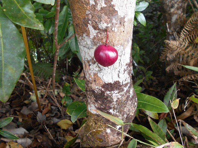 Parmi les nattes et les bois de rempart, le bois de pomme est le plus facile à reconnaître