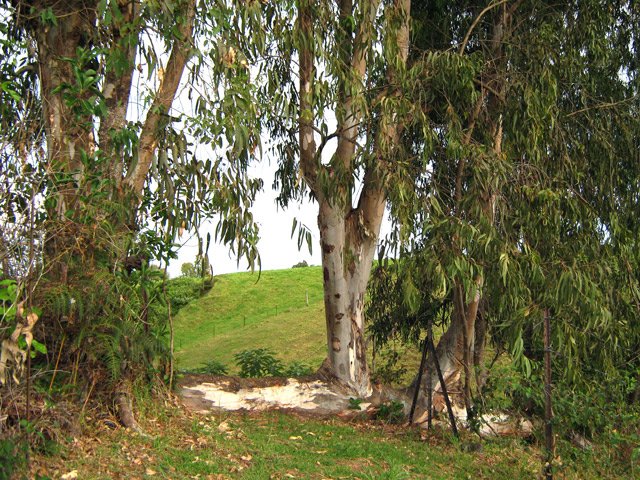 Le sentier passe entre deux grands eucalyptus au début des prairies