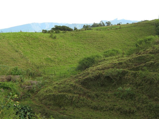 Anciennes ravines déboisées et transformées en pâturages