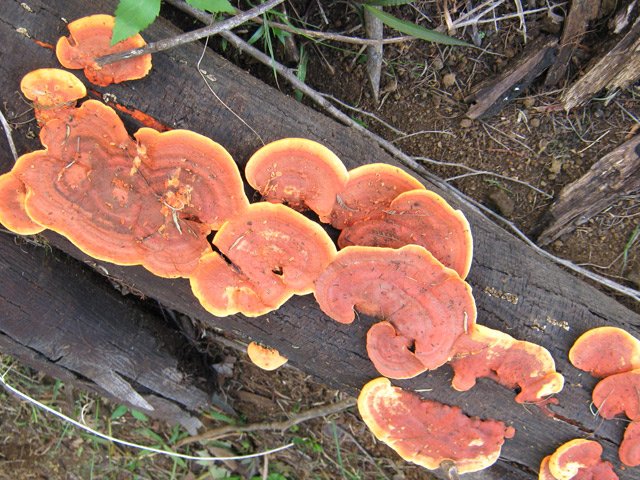 Terrain humide, champignons sur un morceau de bois d'acacia noir