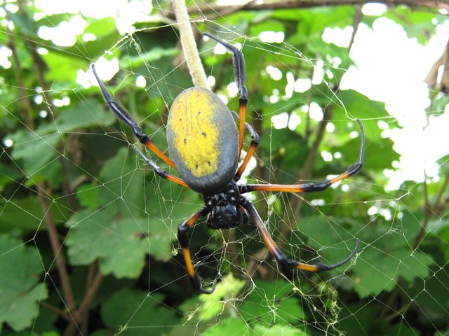 Belle araignée (bibe) tendance jaune de plusieurs centimètres de diamètre