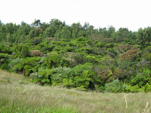 Les prairies de la montée au Piton la Mare