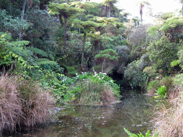 La Mare, près de la forêt primaire de Petite Ile