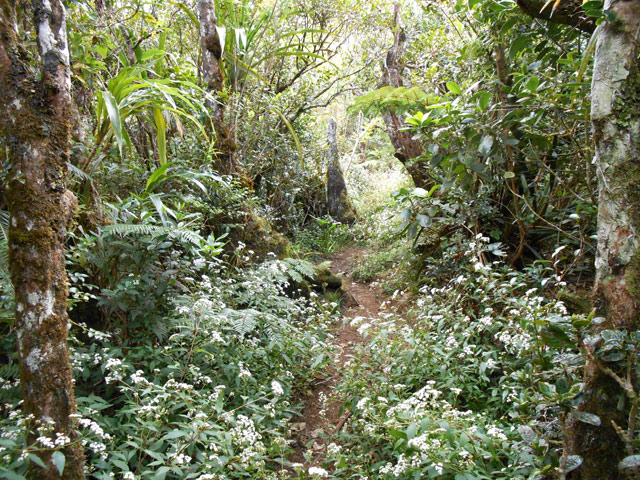 Le début de la forêt primaire se recouvre doucement de jouvences