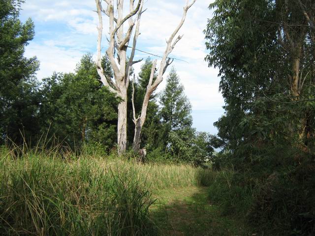 Le sentier qui longe les prairies dans les Hauts de Mont Vert