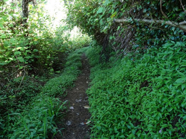 Le sentier est d'abord plat dans les jouvences pour franchir les petites ravines