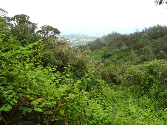 La région se recouvre doucement de vigne marronne