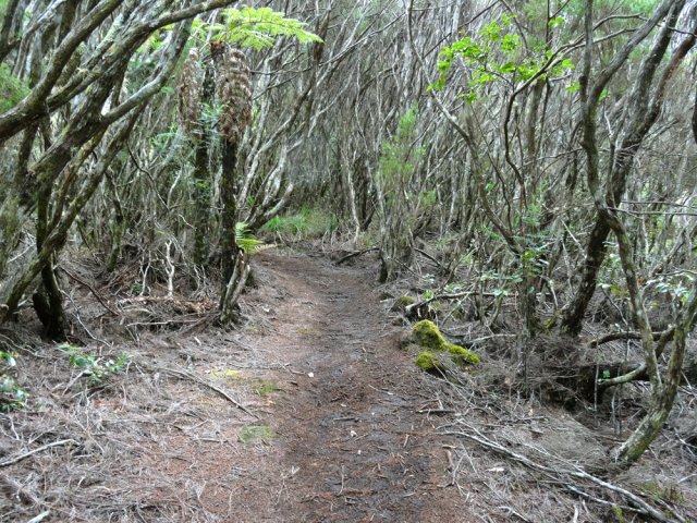 Avant les prairies, le sentier traverse un bois de branles gris