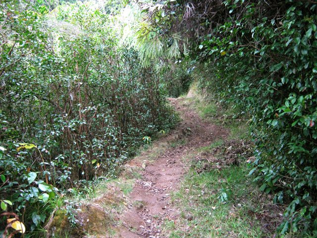 Portion plate sous les goyaviers