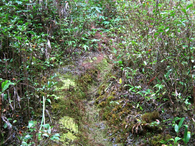 Une portion du sentier marron, partie moussue