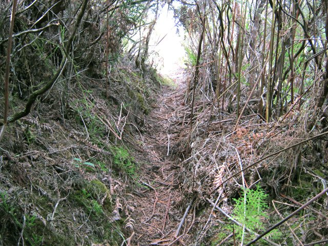 Portion fougères et passages plus délicats