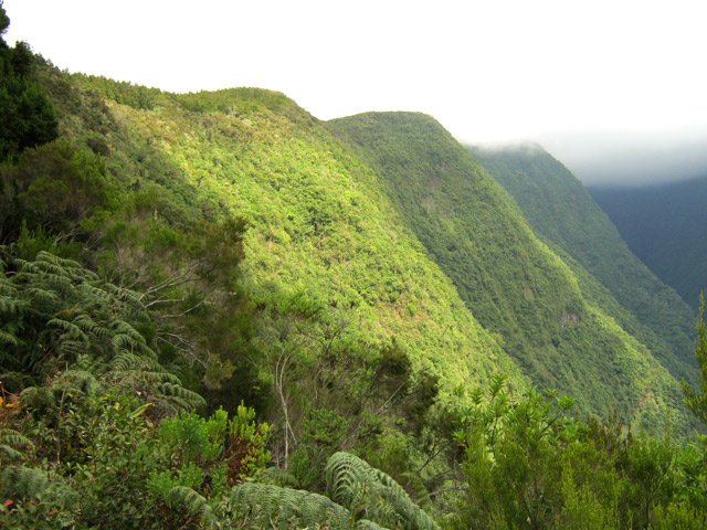 Le sentier monte jusqu'aux cryptomerias et peut-être plus loin