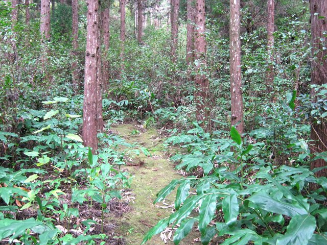 La mousse recouvre le sentier, signe de peu de fréquentation