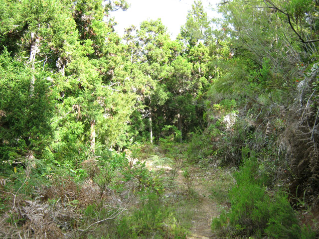Une portion de la piste qui rejoint le Bras des Merles