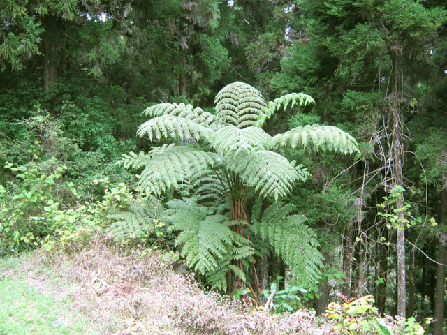 Quelques grandes fougères mais également des pestes végétales
