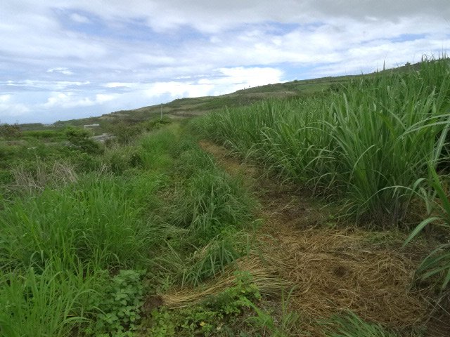 Cette piste le long des cannes se finit en cul de sac