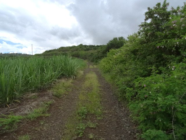 Une autre piste le long des cannes à sucre