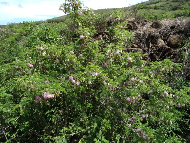 Acacias épineux aux belles fleurs en ponpons