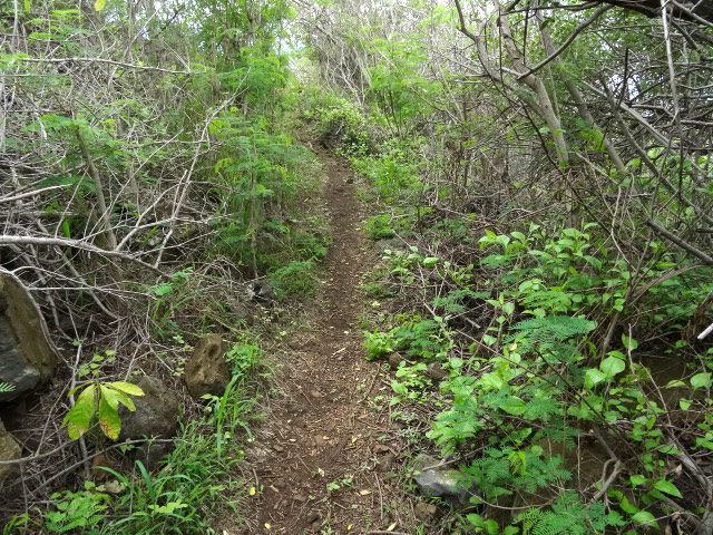 L'étroit sentier qui traverse la Ravine de la Saline
