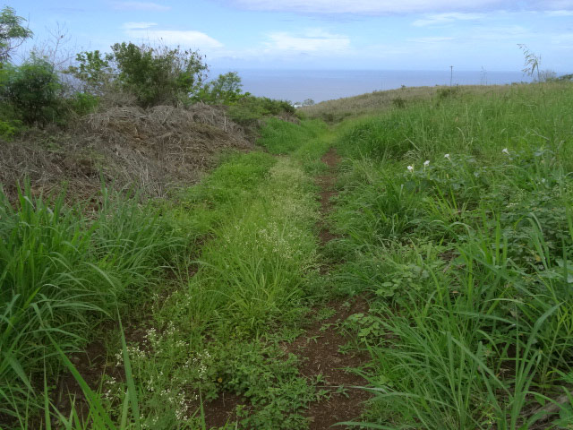 La portion herbue qui suit le sentier pour rejoindre la piste