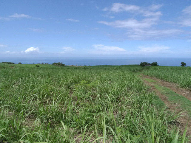 Canne à sucre qui souffre plus qu'ailleurs de la sécheresse