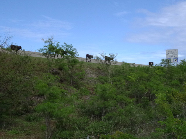 Des troupeaux de vaches maigres viennent paître entre la piste et l'autoroute