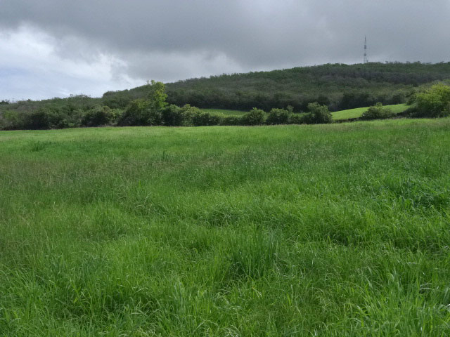 Quelques prairies avant d'arriver dans les champs de canne